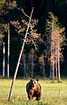 BB 10 0100 / Ursus arctos / Brunbjørn